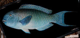 Image of Heavybeak Parrotfish