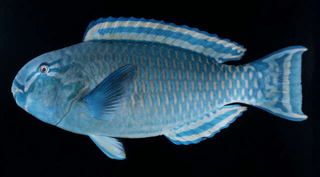 Image of Heavybeak Parrotfish