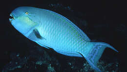 Image of Heavybeak Parrotfish