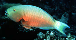 Image of Heavybeak Parrotfish