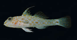 Image of Longspine goby