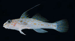 Image of Longspine goby