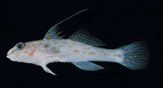 Image of Longspine goby