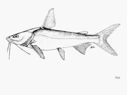 Image of African sea catfish