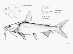 Image of African sea catfish