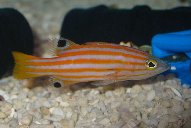 Image of Orange-lined reef basslet