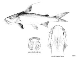 Image of Threadfin Sea Catfish