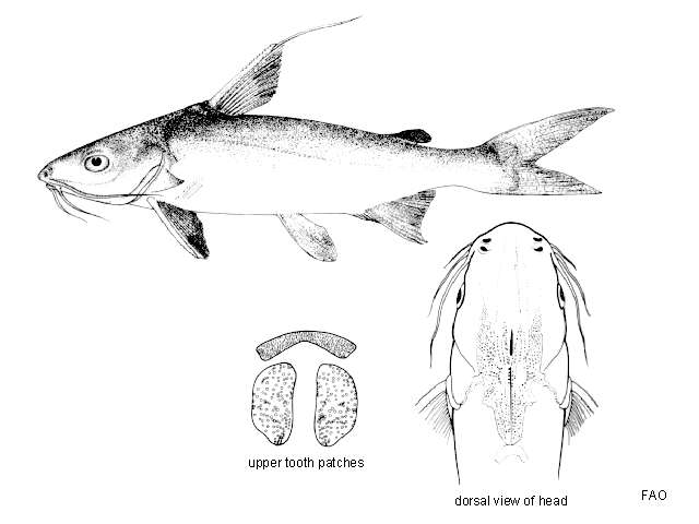 Image of Threadfin Sea Catfish