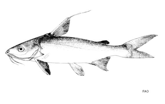 Image of Threadfin Sea Catfish