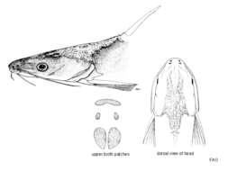 Plancia ëd Plicofollis tonggol (Bleeker 1846)