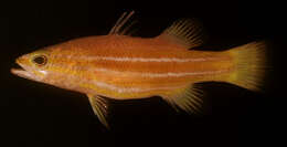 Image of African basslet