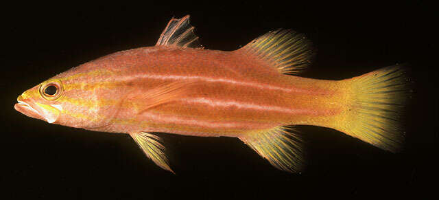 Image of African basslet