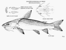 Image of Blacktip Sea Catfish
