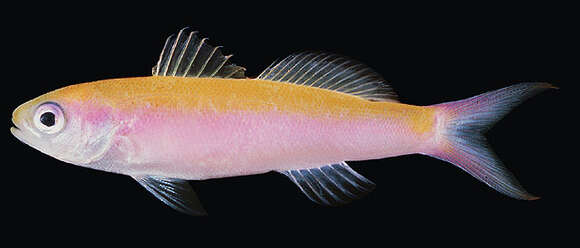 Image of Whitley's splitfin