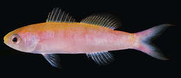 Image of Whitley's splitfin
