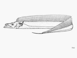 Image of Trichiurus