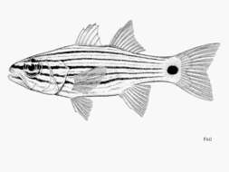 Sivun Cheilodipterus persicus Gon 1993 kuva