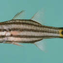 Image of Cheilodipterus pygmaios Gon 1993