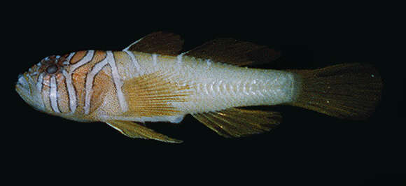 Image of Barrel goby