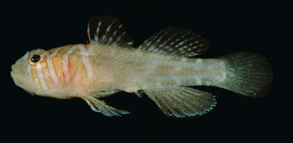 Image of Barrel goby