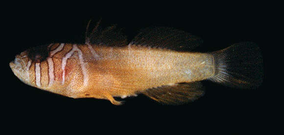 Image of Barrel goby