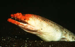 Image of Crocodile snake eel