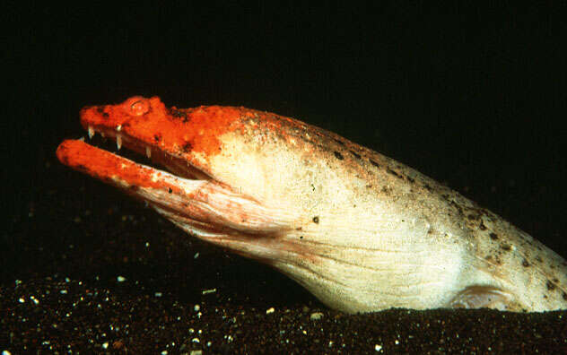 Image of Crocodile snake eel
