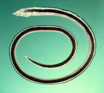 Image of Black-striped snake eel
