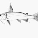 Image of Blackfin sea catfish