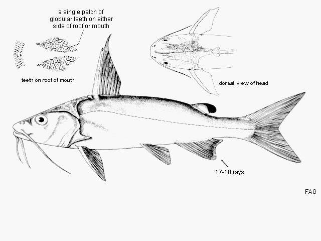 Image of Blackfin sea catfish
