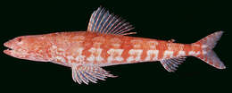 Image of Arrowtooth lizardfish