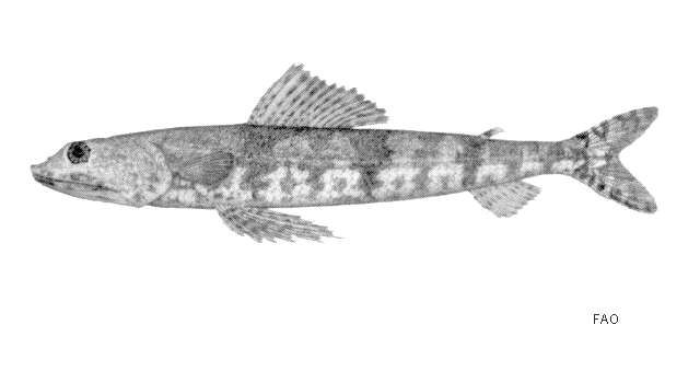 Image of Arrowtooth lizardfish