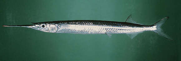 Image of Dussumier's halfbeak