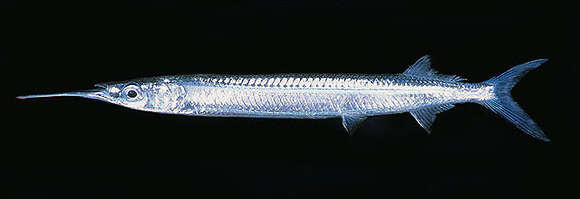 Image of Dussumier's halfbeak