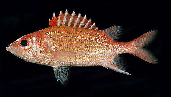 Image of Goldlined squirrelfish