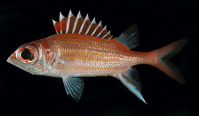 Image of Goldlined squirrelfish