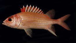 Image of Goldlined squirrelfish