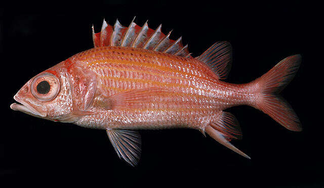 Image of Goldlined squirrelfish