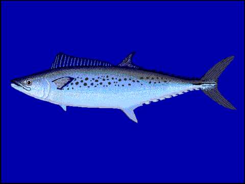 Image of Australian Spotted Mackerel