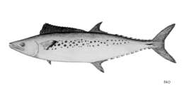 Image of Australian Spotted Mackerel