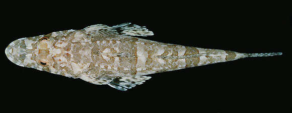 Image of Flathead