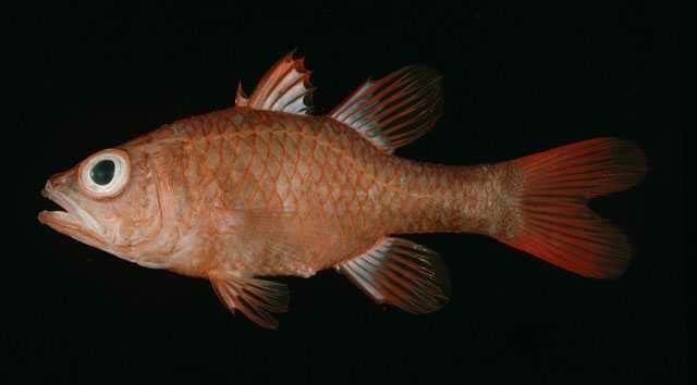Image of Flame cardinalfish