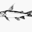 Image of Madagascar sea catfish