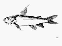 Image of Madagascar sea catfish