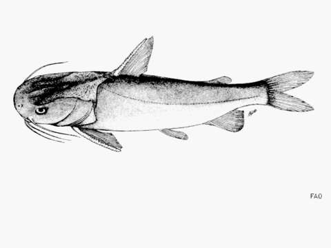 Image of Flat-mouthed Cat Fish