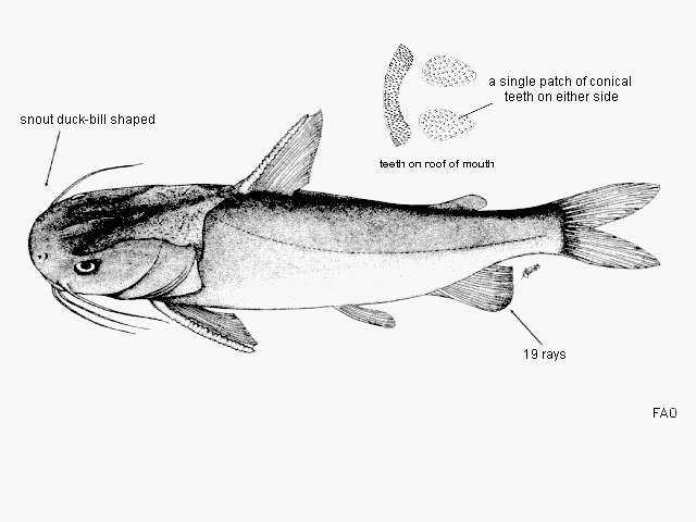 Image of Flat-mouthed Cat Fish