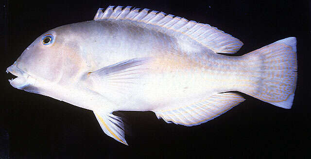 Image of Blue Tuskfish