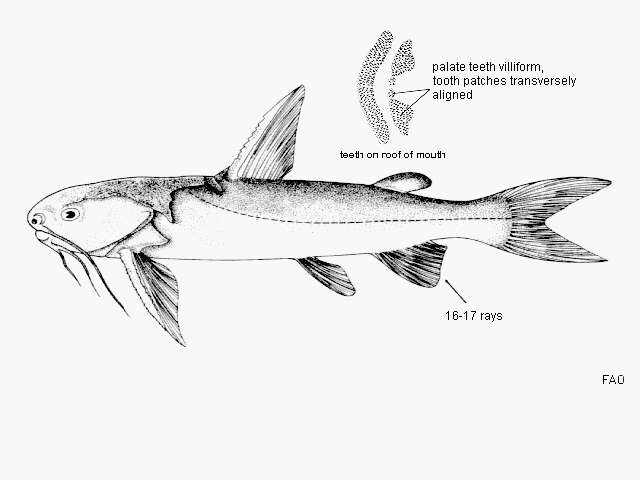 Image of Catfish