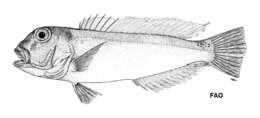 Image of Australian tilefish