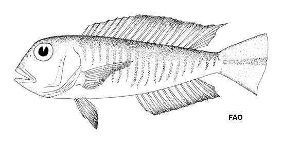 Image of Branchiostegus gloerfelti Dooley & Kailola 1988